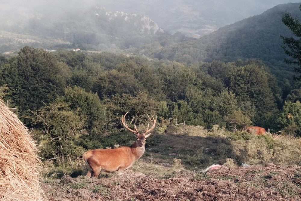 flora y fauna en cazorla